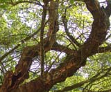 Acer tataricum -  