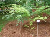 Acer micranthum -  