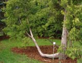 Thuja occidentalis sv -  