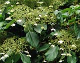 Hydrangea anomala subsp_petiolaris -   