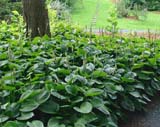 Hosta ventricosa -  