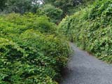 Stephanandra incisa -  