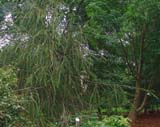 Picea abies subsp_abies  Virgata -   