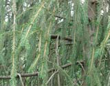 Picea abies subsp_abies  Virgata -   