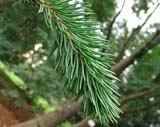 Picea abies subsp_abies  Virgata -   