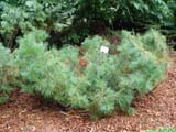 Pinus pumila -  