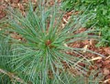 Pinus pumila -  