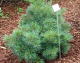 Pinus strobus  Radiata -   
