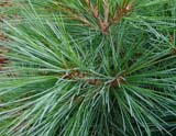 Pinus strobus  Radiata -   