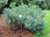 Pinus sylvestris  Watereri -  