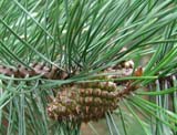 Pinus contorta var_latifolia -  