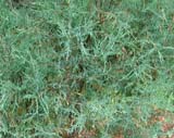 Juniperus scopulorum -  