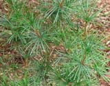 Sciadopitys verticillata -  