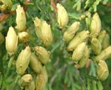Thuja occidentalis sv -  