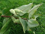 Asclepias syriaca -  