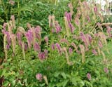 Sanguisorba hakusanensis -  