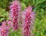 Sanguisorba hakusanensis -  