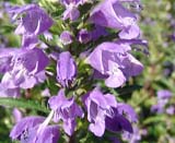 Dracocephalum   moldavica -  