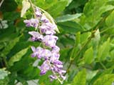 Wisteria sinensis -  