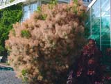 Cotinus coggygria -  