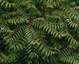 Ailanthus altissima -  