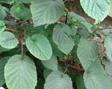 Davidia involucrata -  