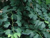 Ginkgo biloba  -  