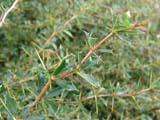 Berberis buxifolia -  