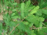 Taxodium distichum -  