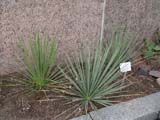 Yucca glauca -  