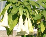 Brugmansia - 
