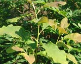 Magnolia acuminata -  