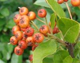 Pyracantha coccinea -  -