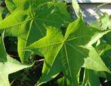 Kalopanax septemlobus -  