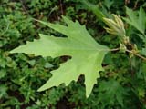Platanus orientalis -  