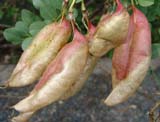 Colutea arborescens -  