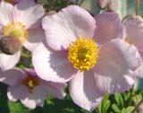 Anemone tomentosa -  