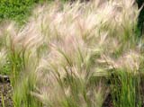 Hordeum jubatum -  