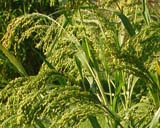 Panicum miliaceum -  