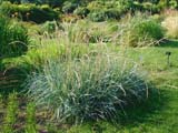 Leymus arenarius -  
