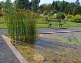 Typha angustifolia -  