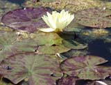 Nymphaea indet