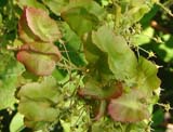 Tripterygium - 