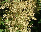  Holodiscus discolor var_ariifolius -  