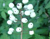 Actaea alba -  