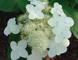 Hydrangea paniculata -  
