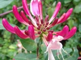 Lonicera periclymenum  Serotina -   