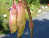 Laburnum alpinum -  