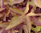 Ipomoea batatas - 