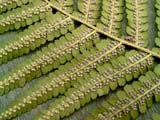 Dryopteris filix-mas ()
